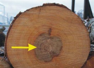 Defects Due to Abnormal Growth of Trees